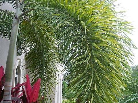 Foxtail palm cold hardiness