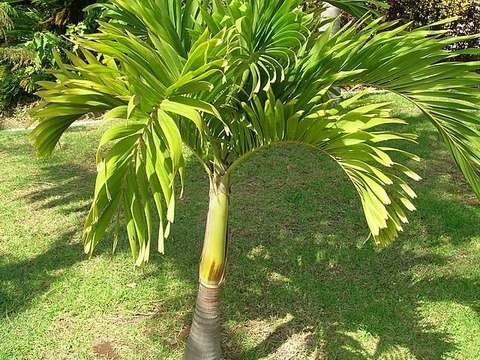 Christmas palm cold hardiness