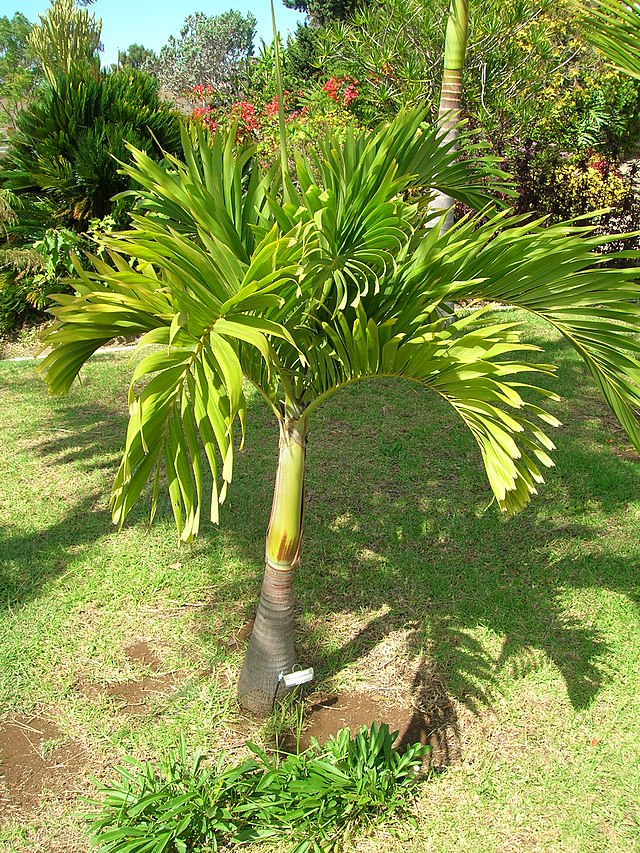 640px-Starr-071024-8820-Veitchia_merrillii-habit-Enchanting_Floral_Gardens_of_Kula-Maui_24267978113