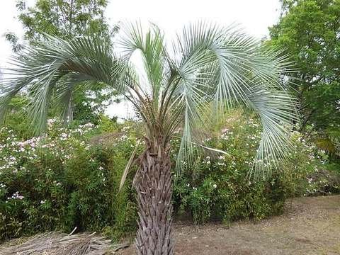 Pindo palm cold hardiness