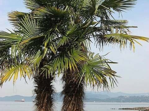 Chinese windmill palm cold hardiness