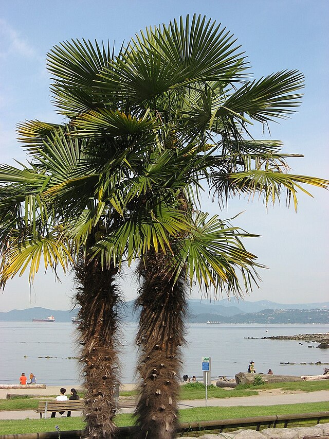 Palmvancouver