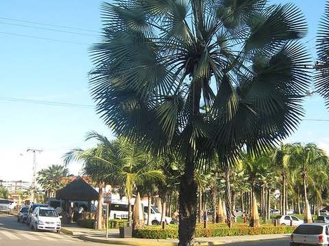 Caranday wax palm cold hardiness