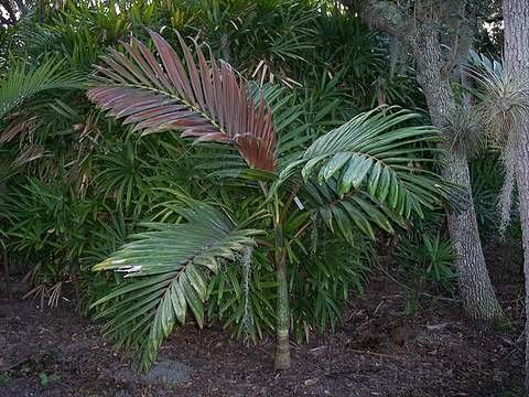 Flame thrower palm cold hardiness