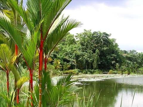 Lipstick palm cold hardiness