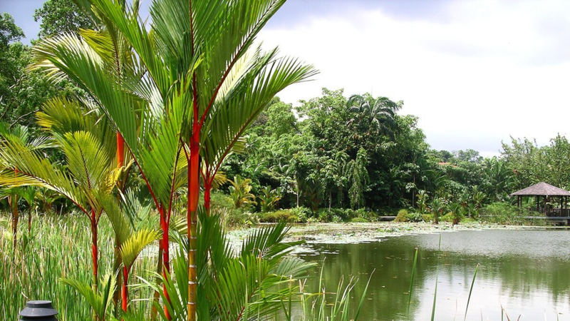 Lipstick palm