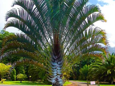 Triangle palm cold hardiness