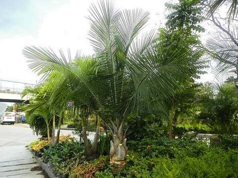 Majesty palm cold hardiness