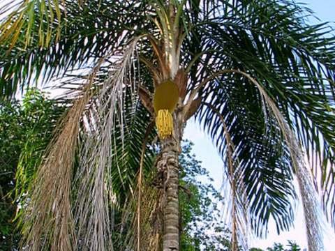 Peach palm cold hardiness