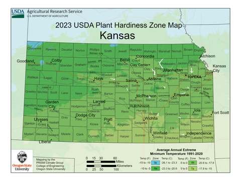 Growing Palm Trees in Kansas