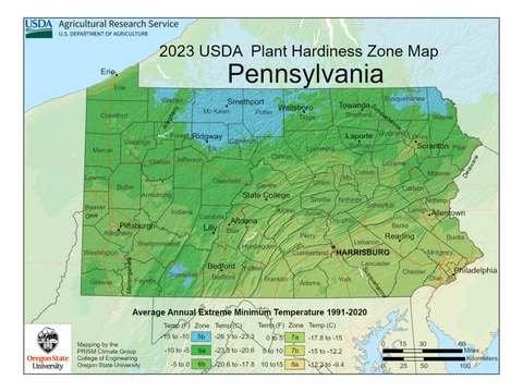 Growing Palm Trees in Pennsylvania