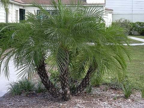 Pygmy date palm cold hardiness
