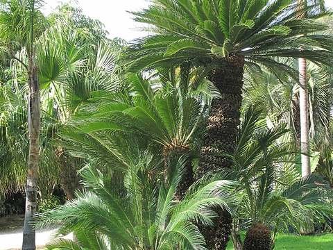 Sago palm cold hardiness