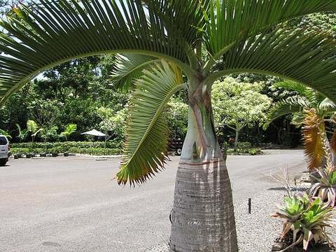 Bottle palm cold hardiness