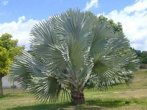 Bismarck palm cold hardiness