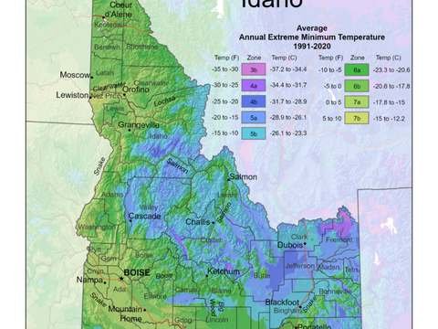 Growing Palm Trees in Idaho