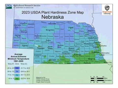 Growing Palm Trees in Nebraska