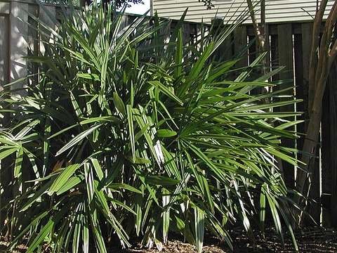 Needle palm cold hardiness
