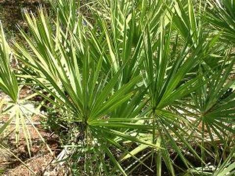 Saw palmetto cold hardiness