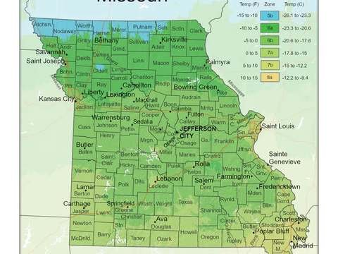 Growing Palm Trees in Missouri: Tips and Tricks for Success
