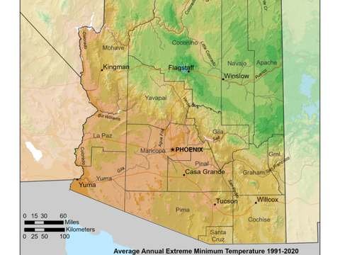 Growing Palm Trees in Arizona