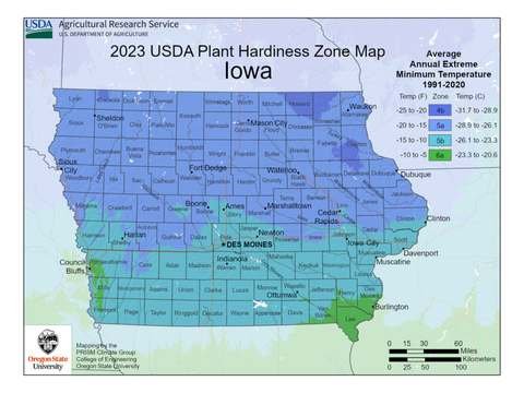 Growing Palm Trees in Iowa