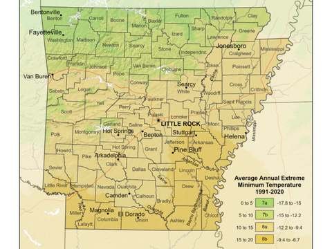 Growing Palm Trees in Arkansas