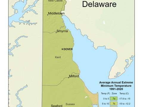 Growing Palm Trees in Delaware
