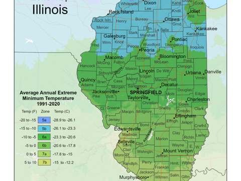 Growing Palm Trees in Illinois