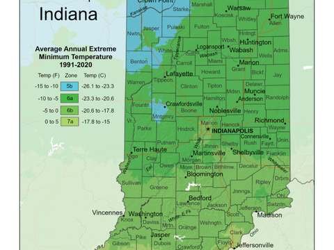 Growing Palm Trees in Indiana