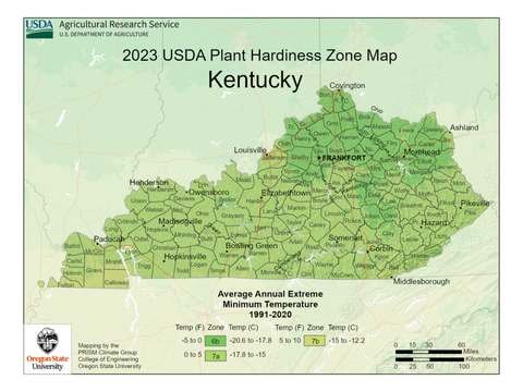 Growing Palm Trees in Kentucky