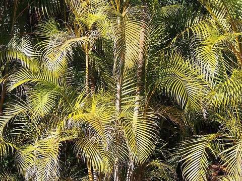 Areca palm cold hardiness