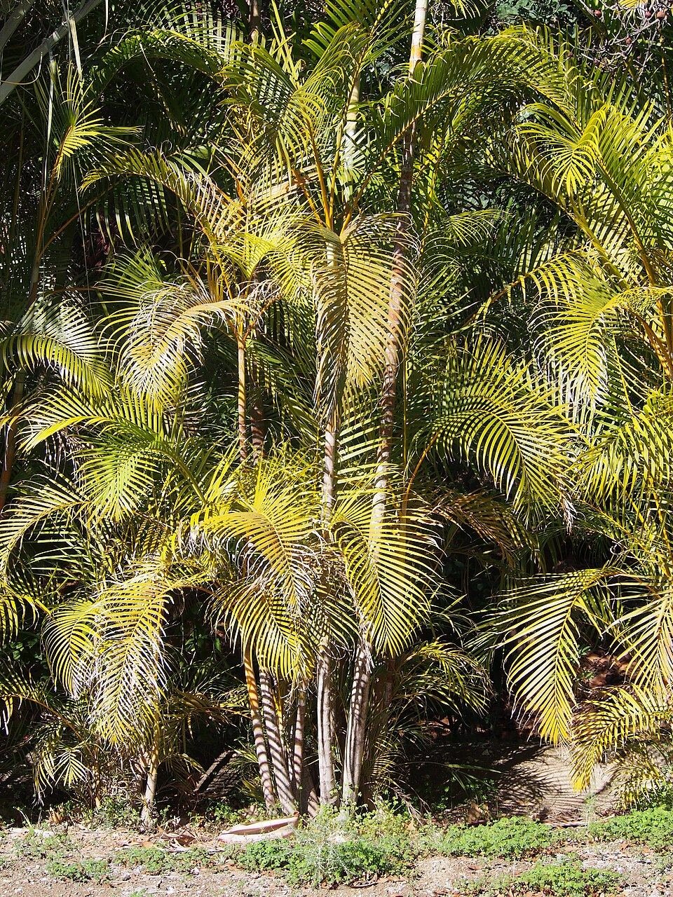 Areca palm