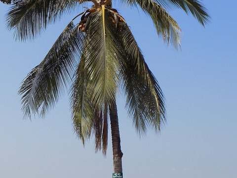 Coconut palm cold hardiness
