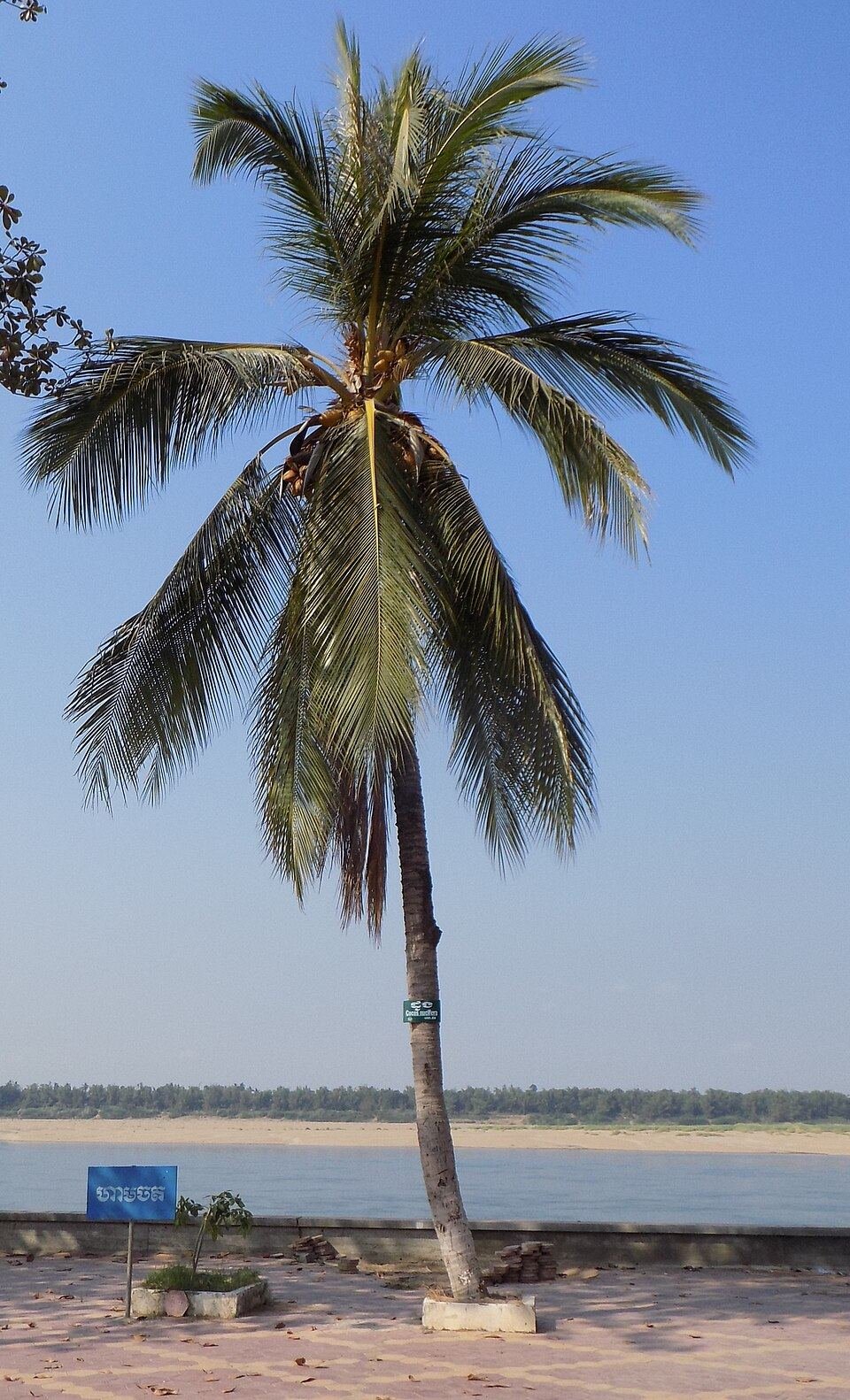 Coconut palm