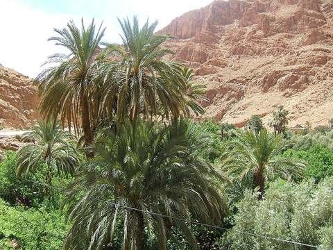 Medjool date palm cold hardiness