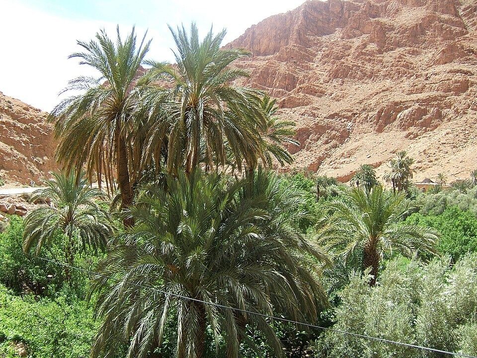 Medjool date palm