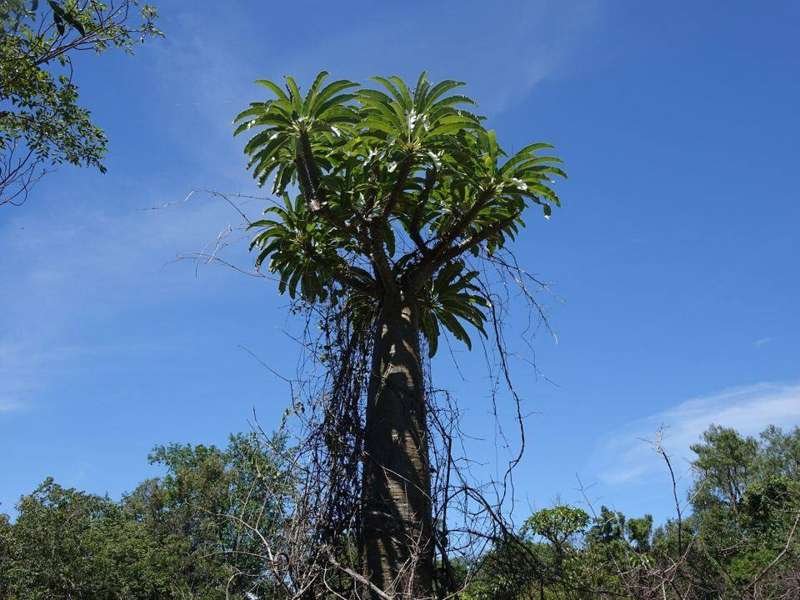 Madagascar palm