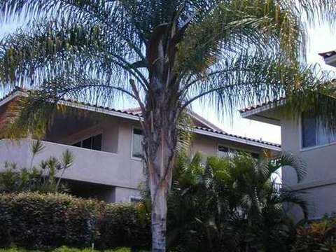Queen palm cold hardiness