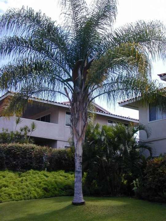 Queen palm
