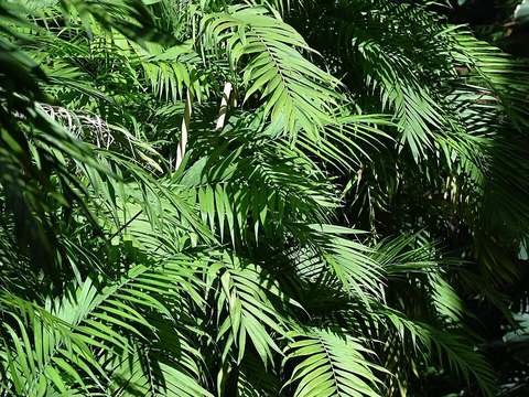 Bamboo palm cold hardiness