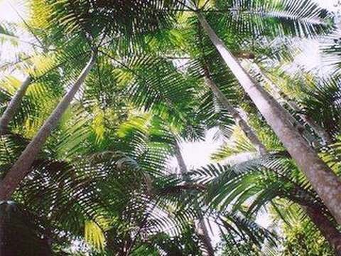 Bangalow palm cold hardiness