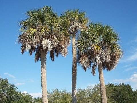 Cabbage palmetto cold hardiness