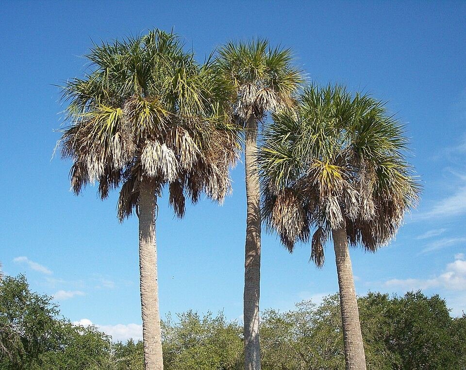 Cabbage palmetto