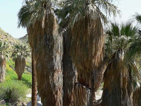 California fan palm cold hardiness