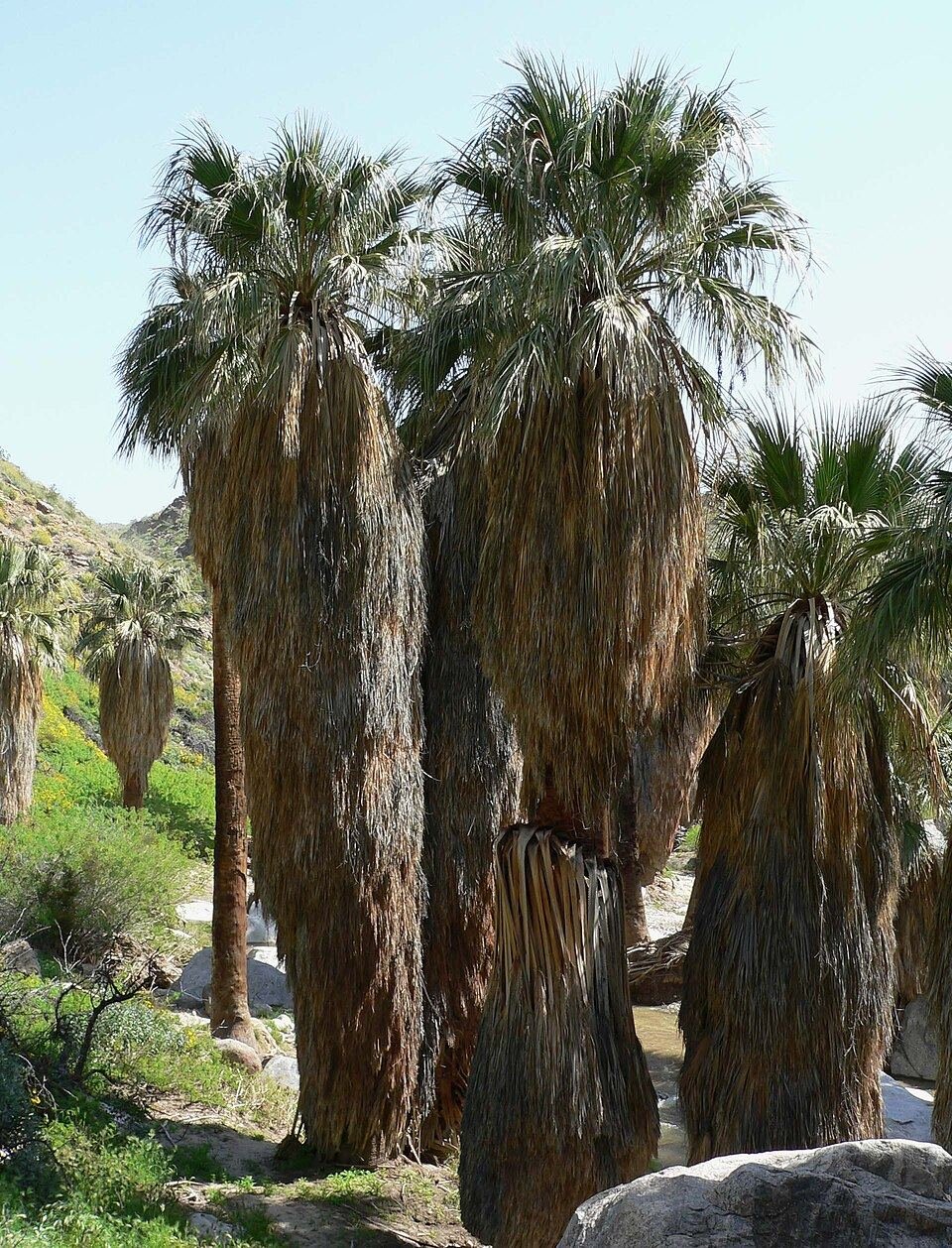 California fan palm