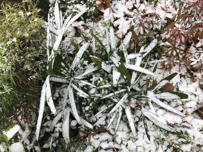 Needle palm leaves coated in snow in a Virginia garden
