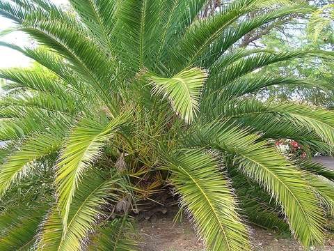 Canary Island date palm cold hardiness