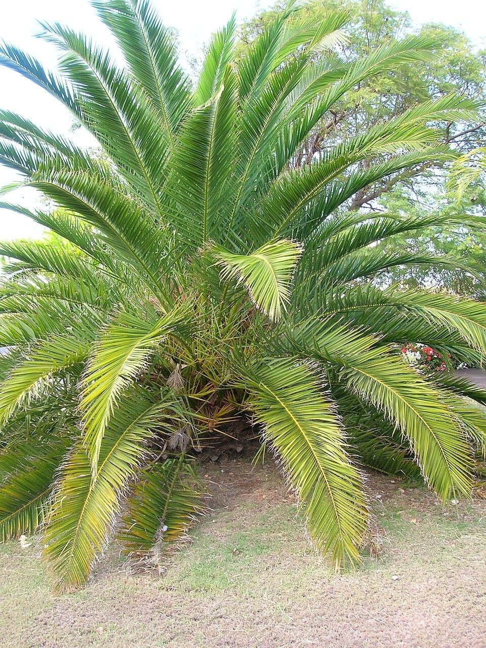 Canary Island date palm