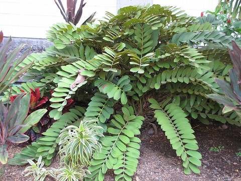 Cardboard palm cold hardiness